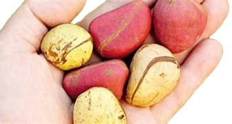 Noix de kola