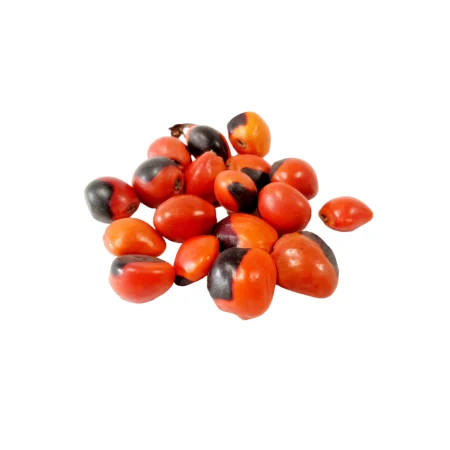 Graine ormoisien arbre - œil de chèvre