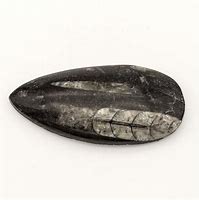 Orthocères Fossile