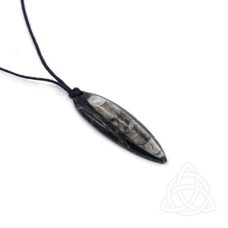 Orthocère Noire