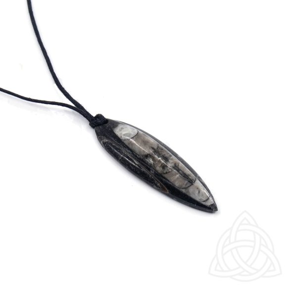 Orthocère Noire