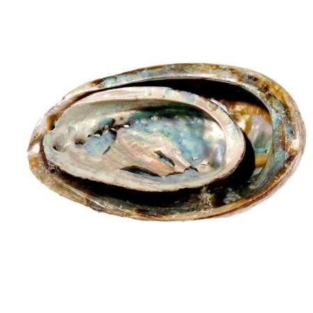 Coquille D’ormeau/abalone